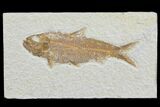 Detailed, Knightia Fossil Fish - Wyoming #78306-1